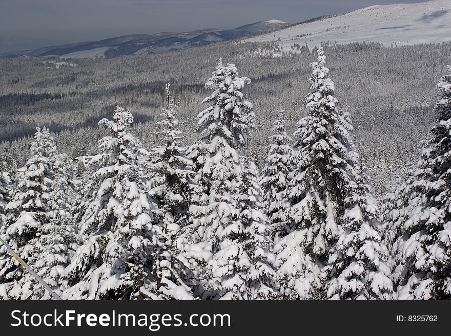 Pine trees covered with snow on a mountain slope. Pine trees covered with snow on a mountain slope