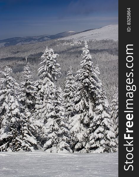 Pine trees under the snow on a mountain slope. Pine trees under the snow on a mountain slope