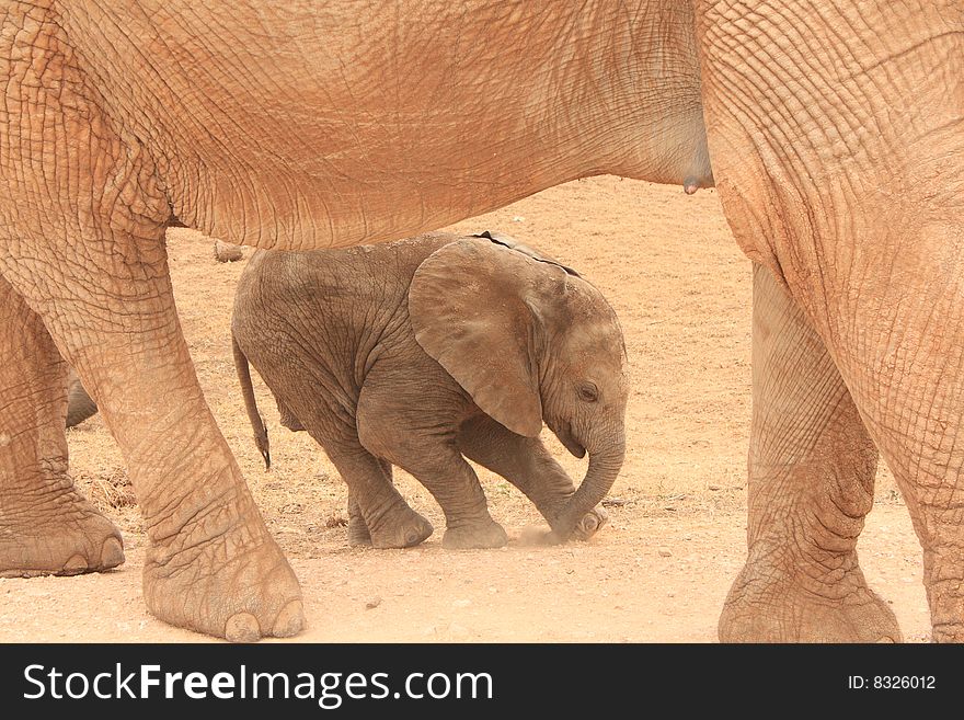 A elephant calf underneath its mothers legs stretching to loosen those legs from a long walk
