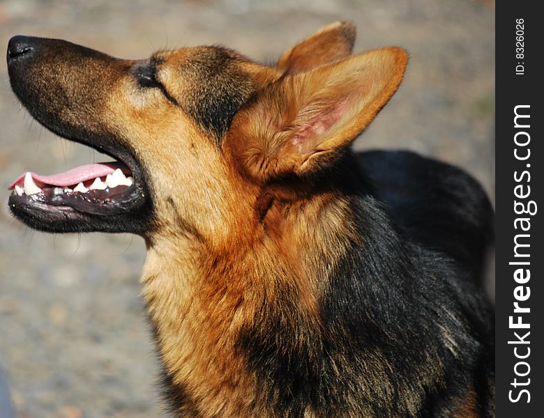 Standing German Shepherd dog head