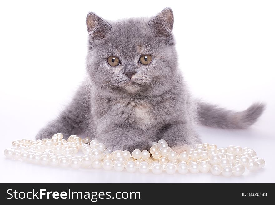 Little kitty with pearls on a white background