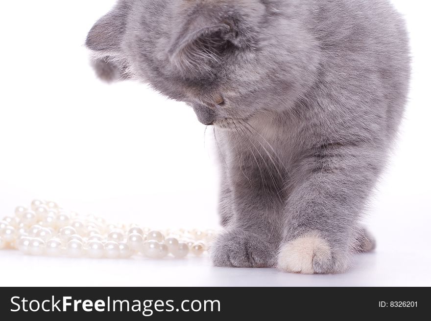 Little kitty with pearls on a white background