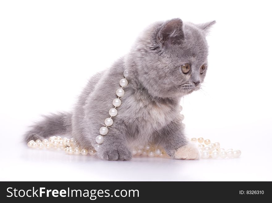 Little kitty with pearls on a white background