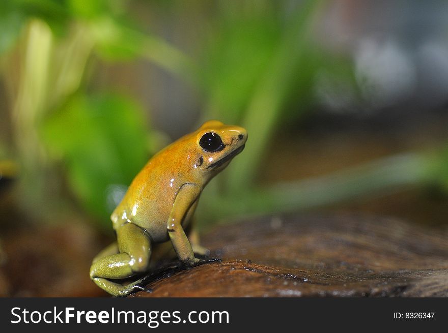 Poison dart frog sitting on rock