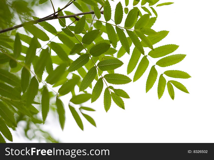 Rowan leaves isolated on white