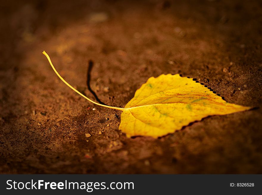 A leaf in the ground, it tells the autumn is coming soon. A leaf in the ground, it tells the autumn is coming soon.