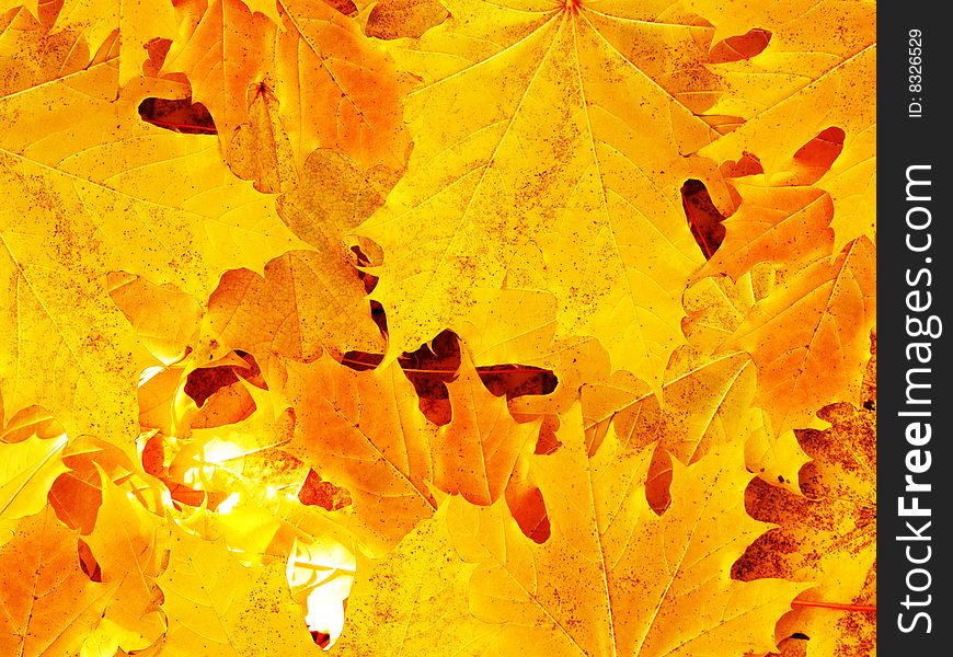 Leaves autumn in wood an abstract background