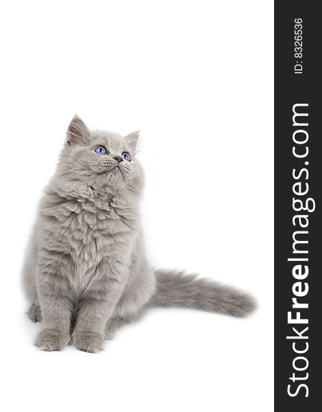 British kitten looking up isolated on white