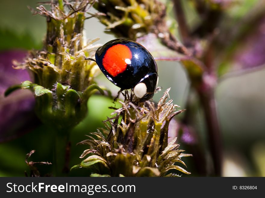 Ladybug Ladybird