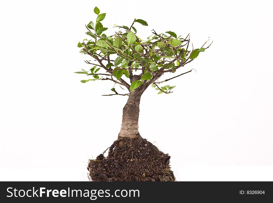 Bonsai japanese tree isolated on white background. Bonsai japanese tree isolated on white background