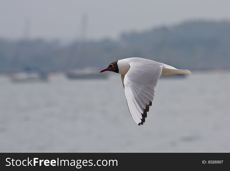 A gull flying in front of Brownsea Island, with Yachts in the background. A gull flying in front of Brownsea Island, with Yachts in the background