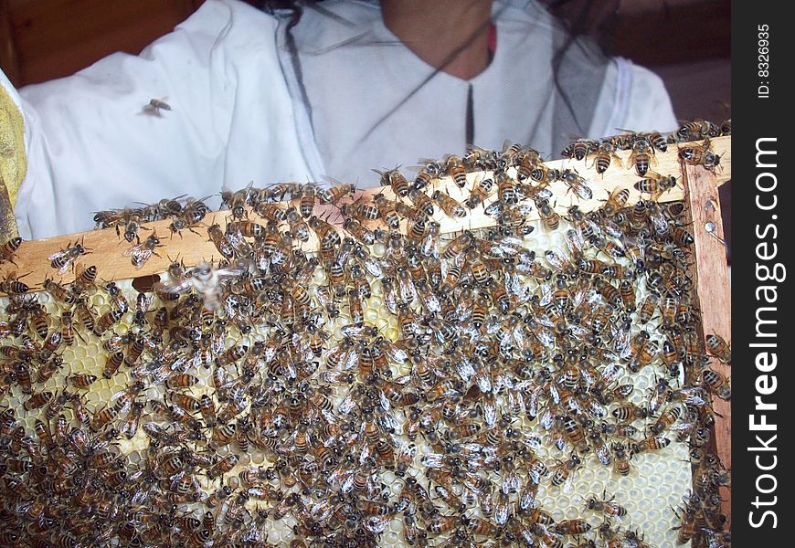 This beekeeper is held a honeycomb in his hands