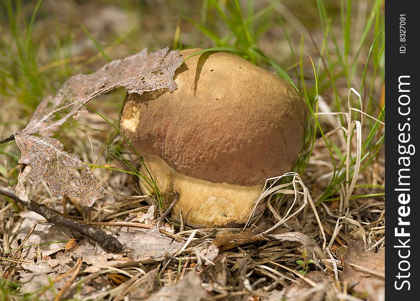 Single cep mushroom in the forest