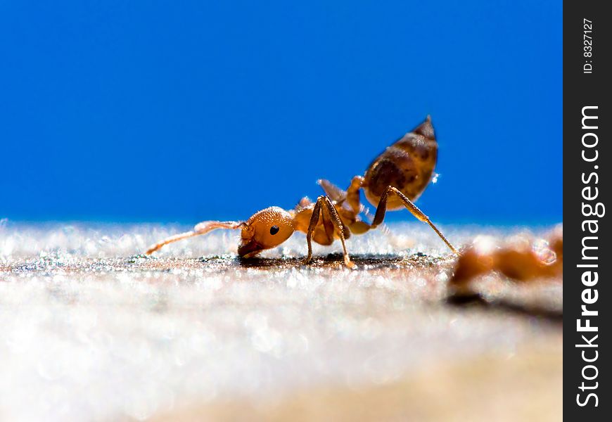 This ANT really small only around 2mm. This ANT really small only around 2mm