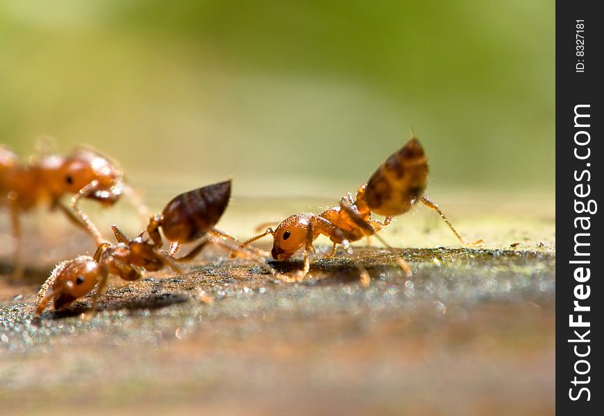 This ANT really small only around 2mm. This ANT really small only around 2mm