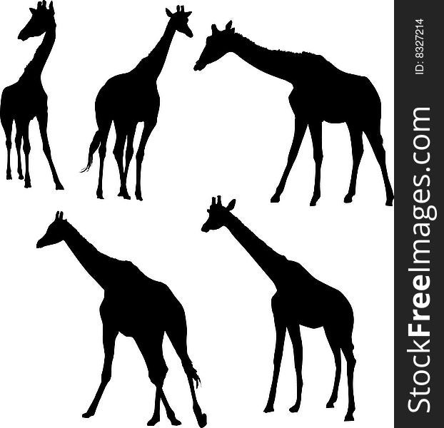 Illustration with five giraffe silhouettes isolated on white