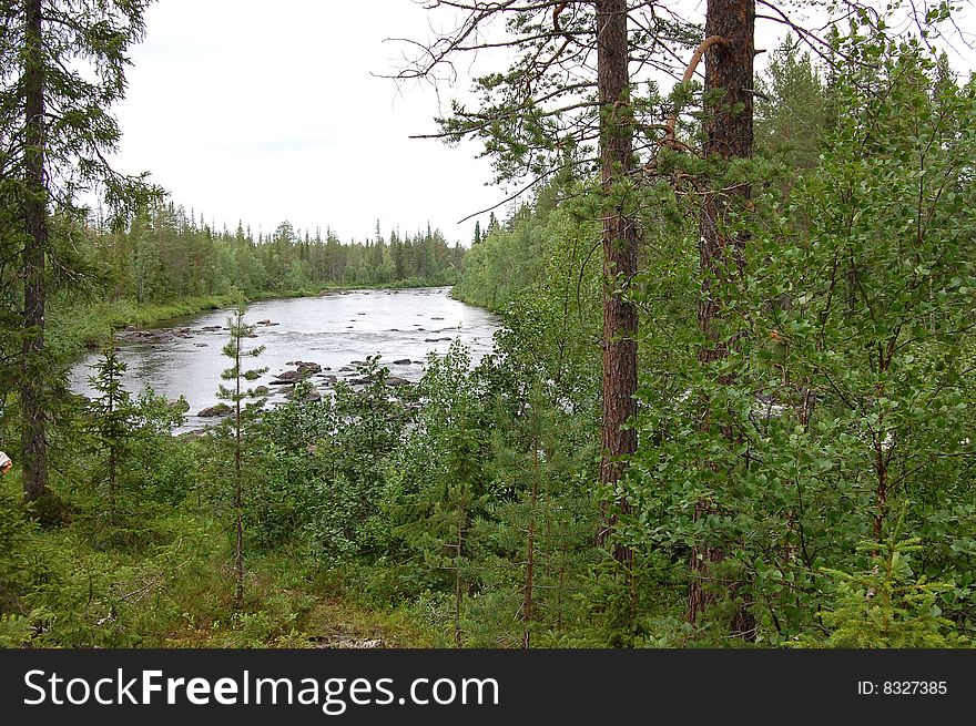 River in forest with green plants