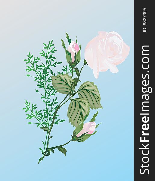 Illustration with light pink rose flower