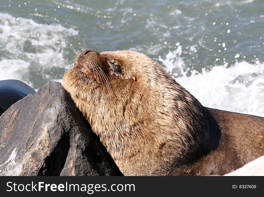 South America / Southern Sea Lion / Patagonian Sea Lion (Otaria Flavescens)