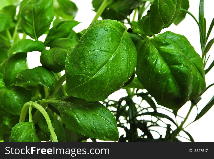 Herbs basil and rosemary isolatedo on white background.