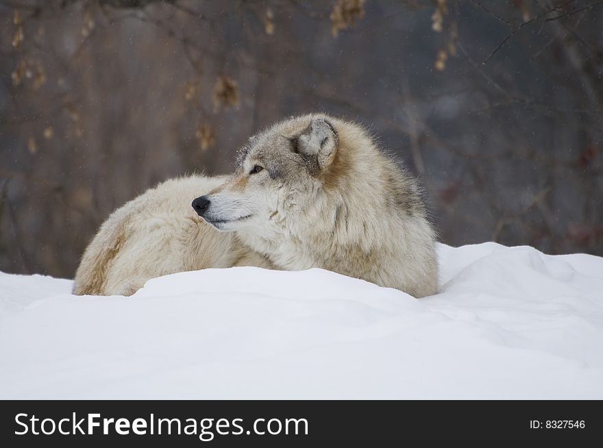 A wolf laying down in the snow during a cold day. A wolf laying down in the snow during a cold day