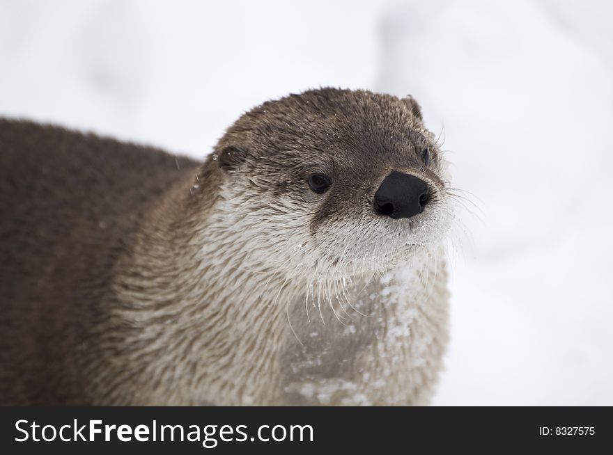 A commonly called river otter that live in canada. It's just out of water and all wet. A commonly called river otter that live in canada. It's just out of water and all wet