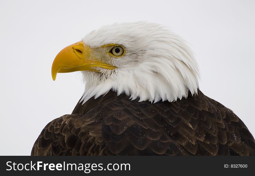 A bald eagle close up shot during the winter