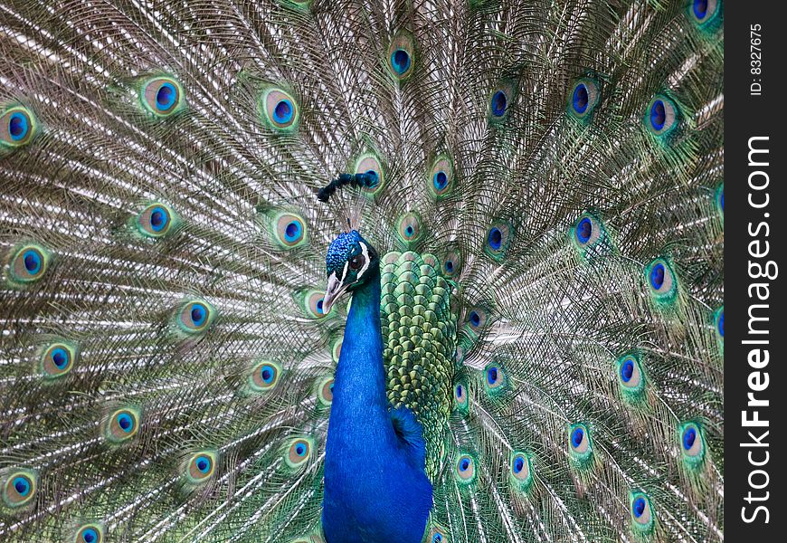 A peacock with all feathers open