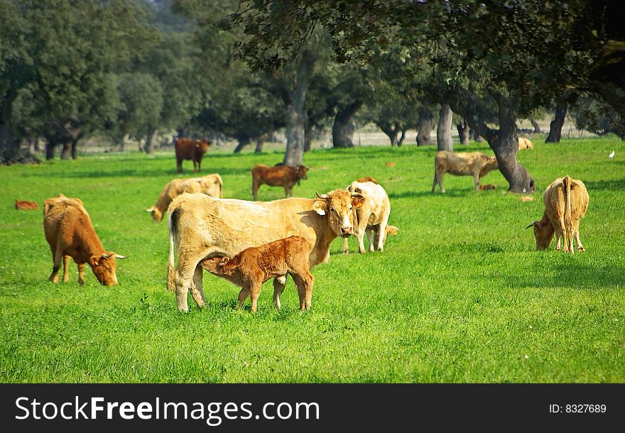 Cows In Green Field.