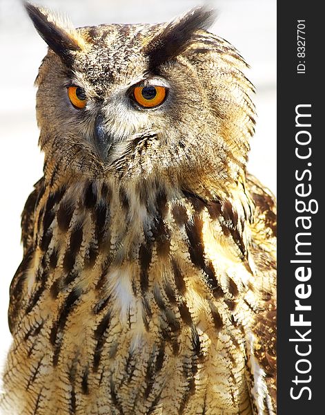 Portrait Of Wise Owl
