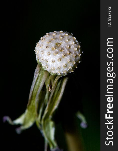 A dandelion who\'s leaves and petals have been blown away