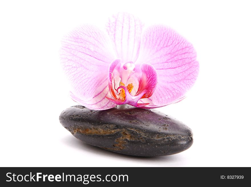 Spa stones with pink orchid