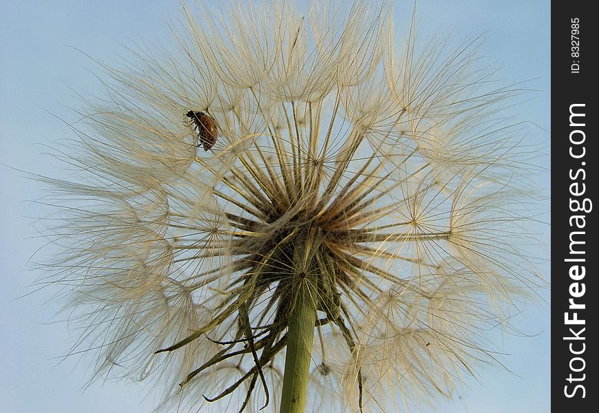 Ladybug climbing a dandelion fluff on blue sky background