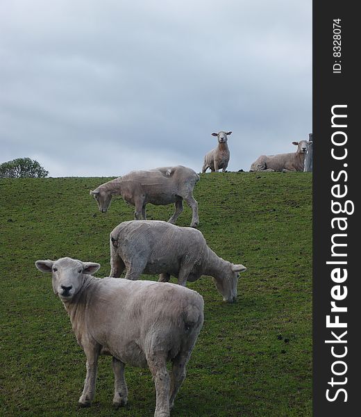 New zealand sheeps in Matiu Somes Island