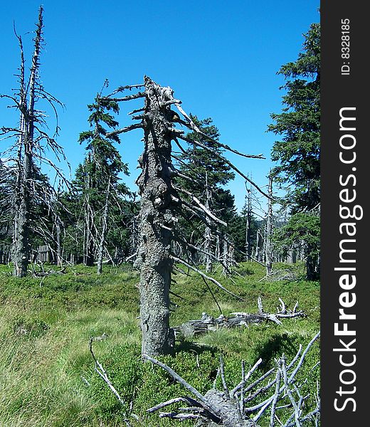 Dead trees at an altitude of 1,400 m