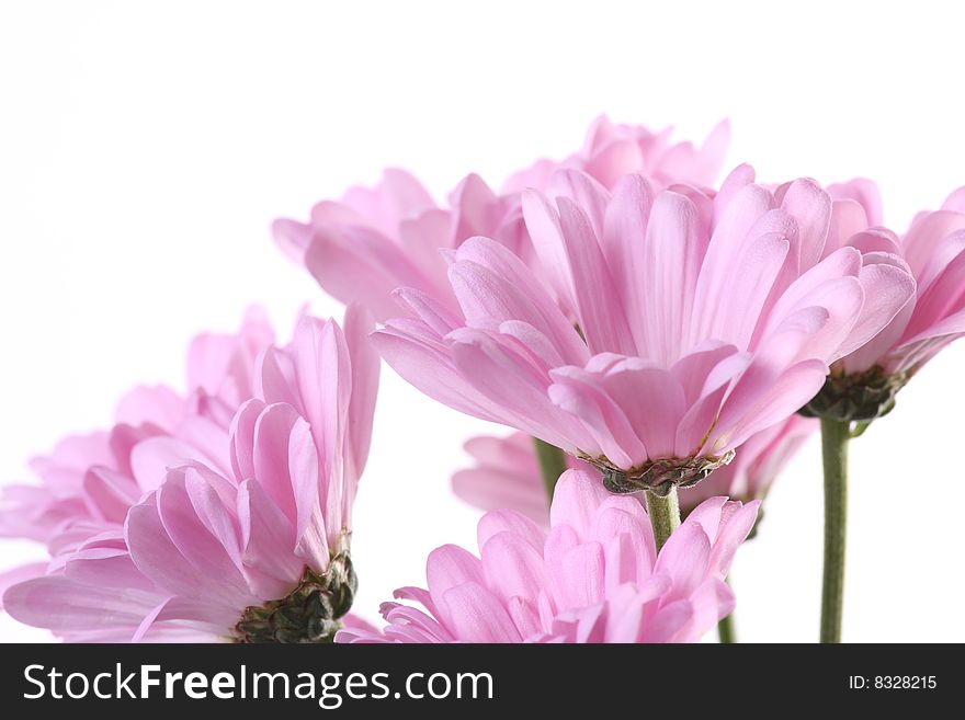 Pink chrysanthemum on a light background. Pink chrysanthemum on a light background.