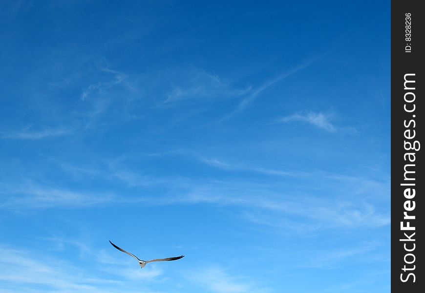 Seagull in a blue sky