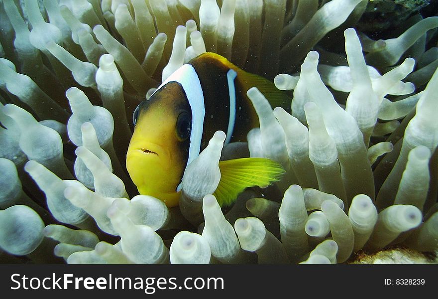 A Clown fish is in hiding in an anemone.