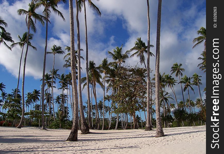 Wide angle shot of a palm trees forest and sandy beach in the Dominican Republic.