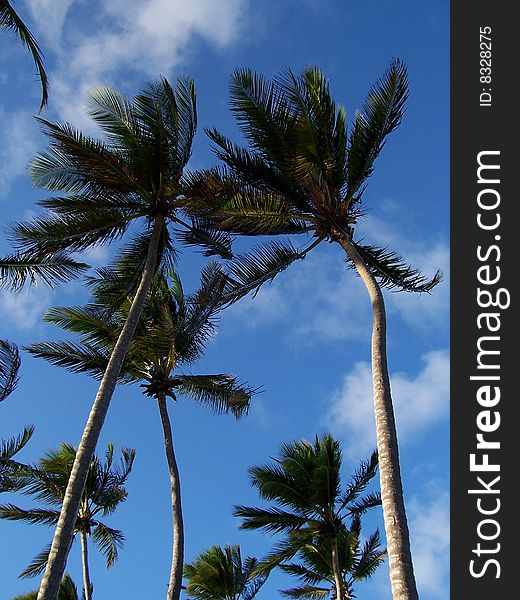 Palm trees in the Dominican Republic.