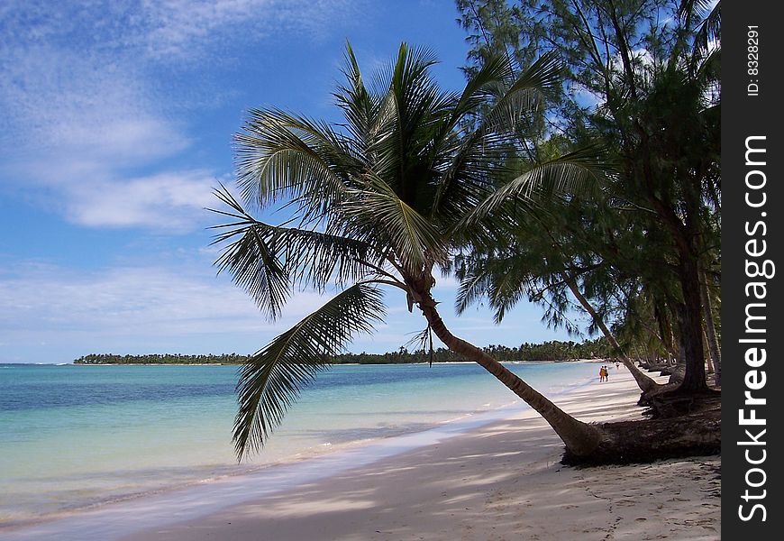 Palm Tree Caribbean Beach
