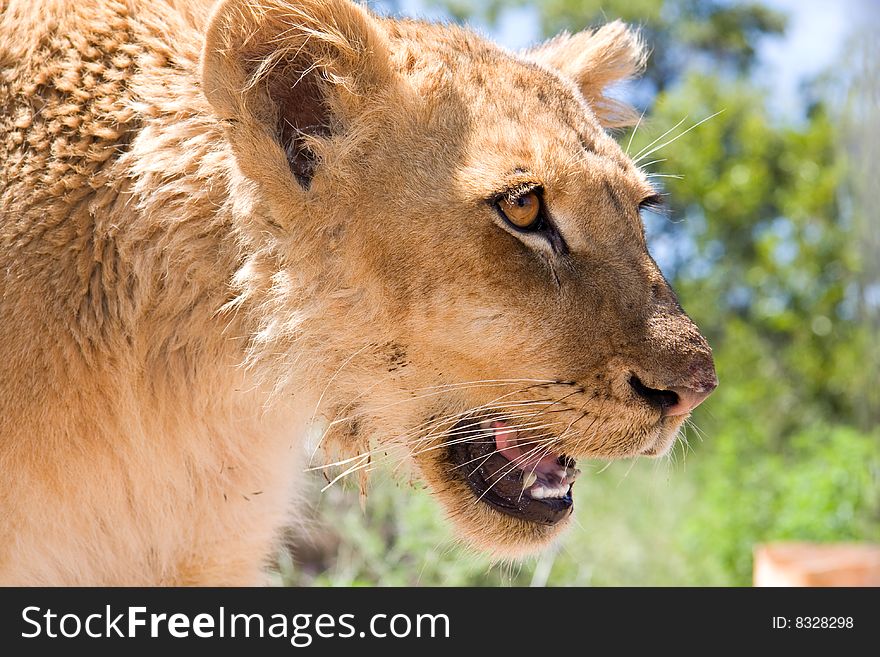 Head profile shot of a young lioness