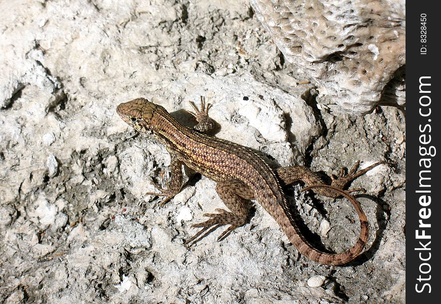 Lizard on a rock in Miami