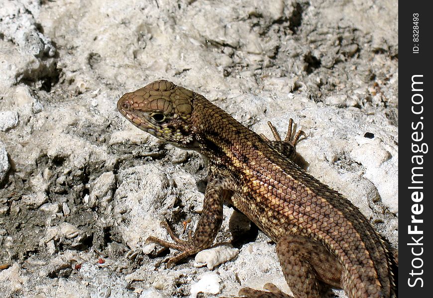 Lizard on a rock in Miami