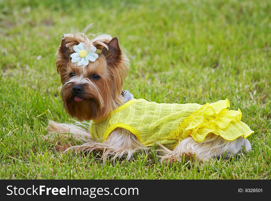 The Jorkshirsky terrier in a yellow dress and with a bow lies on a grass. The Jorkshirsky terrier in a yellow dress and with a bow lies on a grass