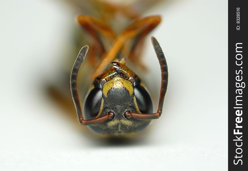 A Northern Paper Wasp (Polistes fuscatus), the last one of the season. A Northern Paper Wasp (Polistes fuscatus), the last one of the season.