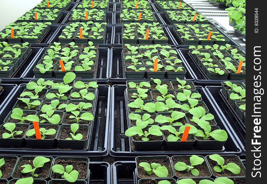 Tobacco plants growing in greenhouse. Tobacco plants growing in greenhouse