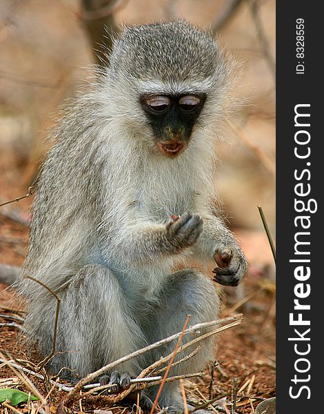 A Monkey sitting on the ground in africa eating some seeds. A Monkey sitting on the ground in africa eating some seeds