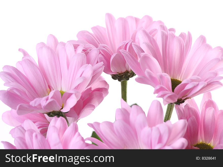 Pink chrysanthemum and green leaves on a light background. Pink chrysanthemum and green leaves on a light background.