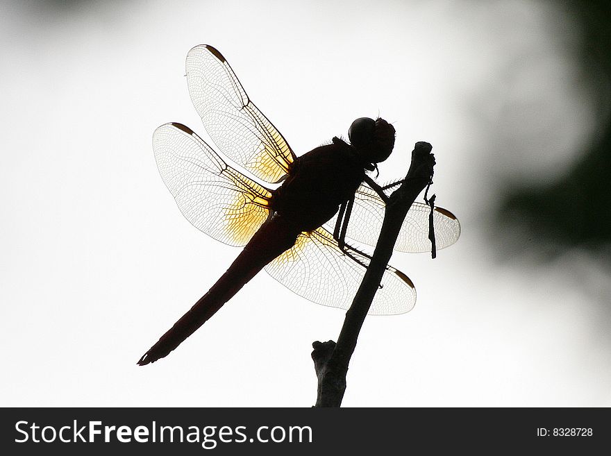 A Neon Skimmer Dragonfly (Libellula croceipennis) backlit. A Neon Skimmer Dragonfly (Libellula croceipennis) backlit.